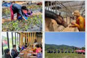 철원군치매안심센터, 사회적 농업프로그램 연계 “특별한 경험”