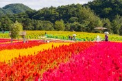 철원군, 고석정꽃밭 가을 시즌 DMZ 평화 꽃송이 축제 개막